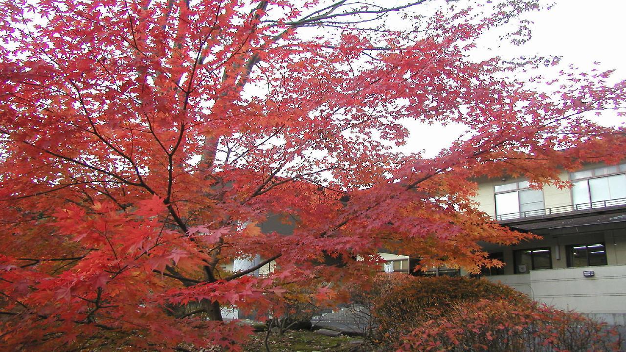 Hotel Natural Garden Nikko Eksteriør billede
